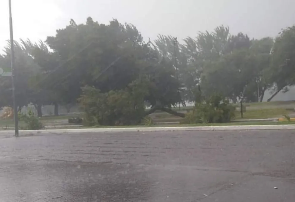 Precaución: Se cayó un árbol frente al Centro Cultural y otro en Boulevard Ituizangó