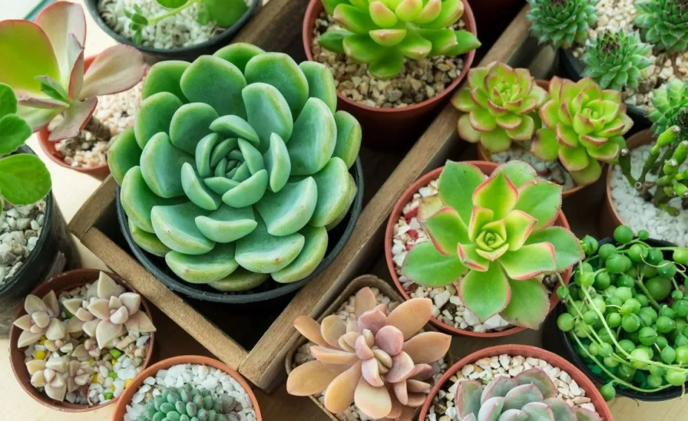 Jardinería: las suculentas más lindas y fáciles de cuidar