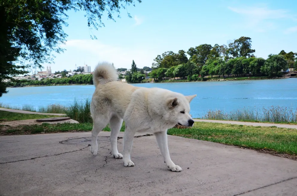 Se recuerda la ordenanza que prohíbe llevar perros a la costa y a la playa