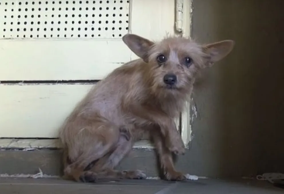Mirá la emotiva reacción de esta perrita al ser acariciada por primera vez