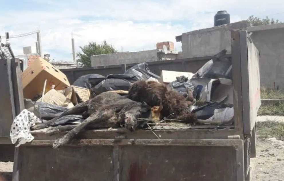 Crueldad animal sin límites: envenenaron a varios perros en el barrio Lavalle
