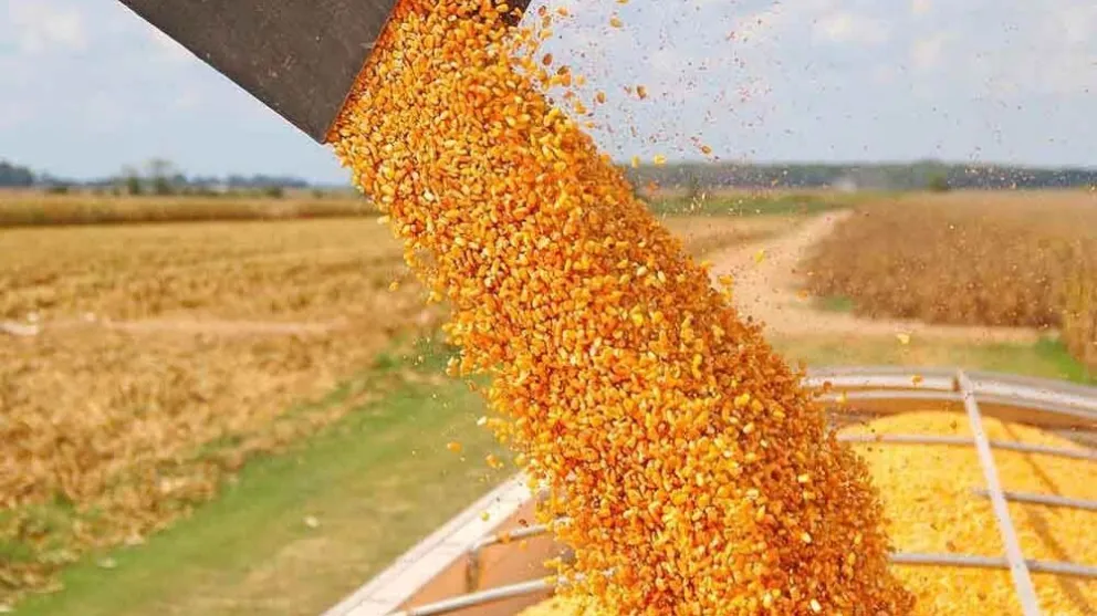 El Gobierno suspendió las exportaciones de maíz