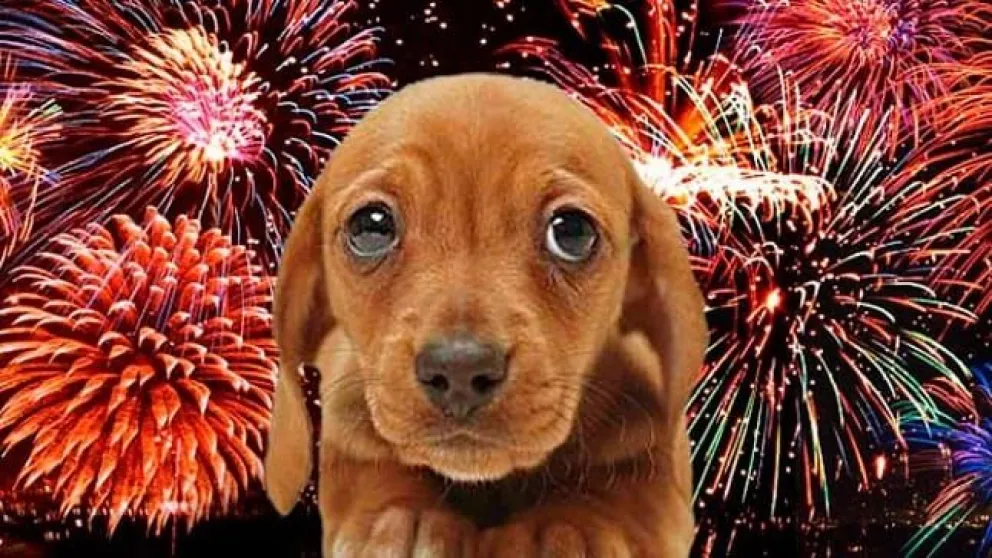 Festejos de Fin de Año: cómo cuidar a tu mascota