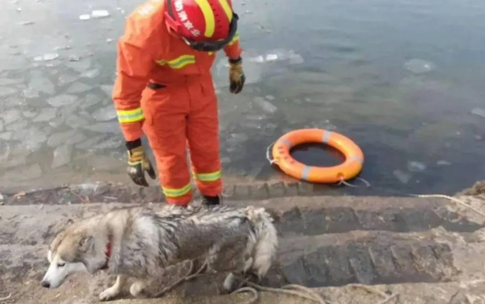Conmovedor rescate de un perro que cayó en un lago helado en China