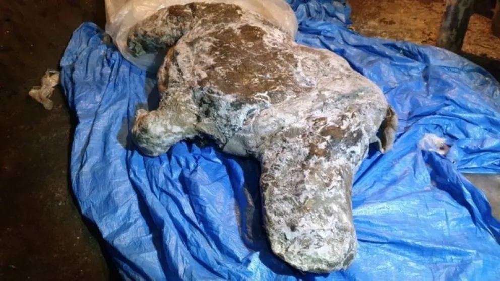 Hallan rinoceronte lanudo de la era glacial "con órganos intactos"
