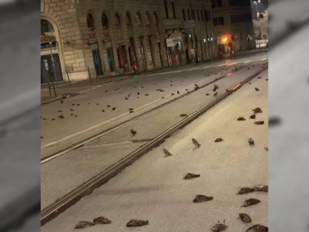 Bandada de pájaros muertos inundó el centro de Roma tras los fuegos artificiales