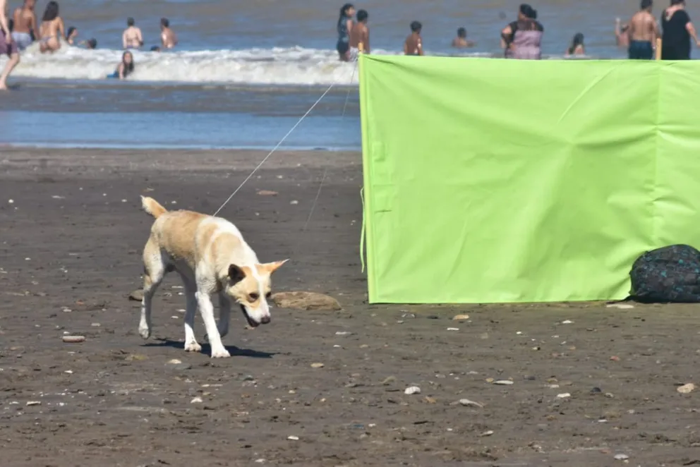 Perros en las playas y sombrillas llenas de orina