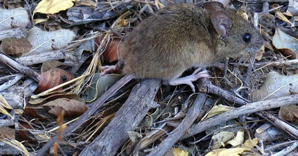 Un joven tiene hantavirus y podría habérselo contagiado en el lago Mascardi