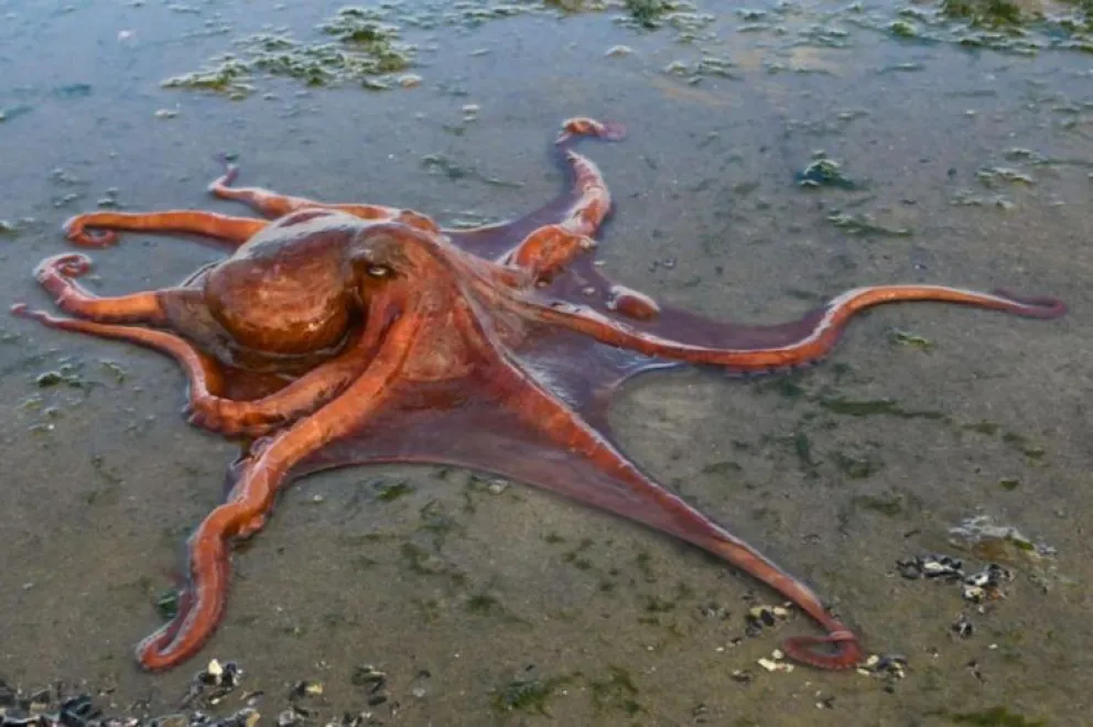 Pescan pulpos gigantes en el Golfo San Matías