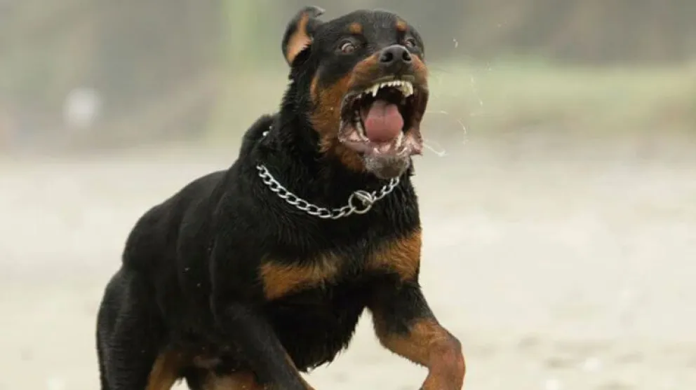 Lo mordió un perro Rottweiler y recibirá más de 210 mil pesos