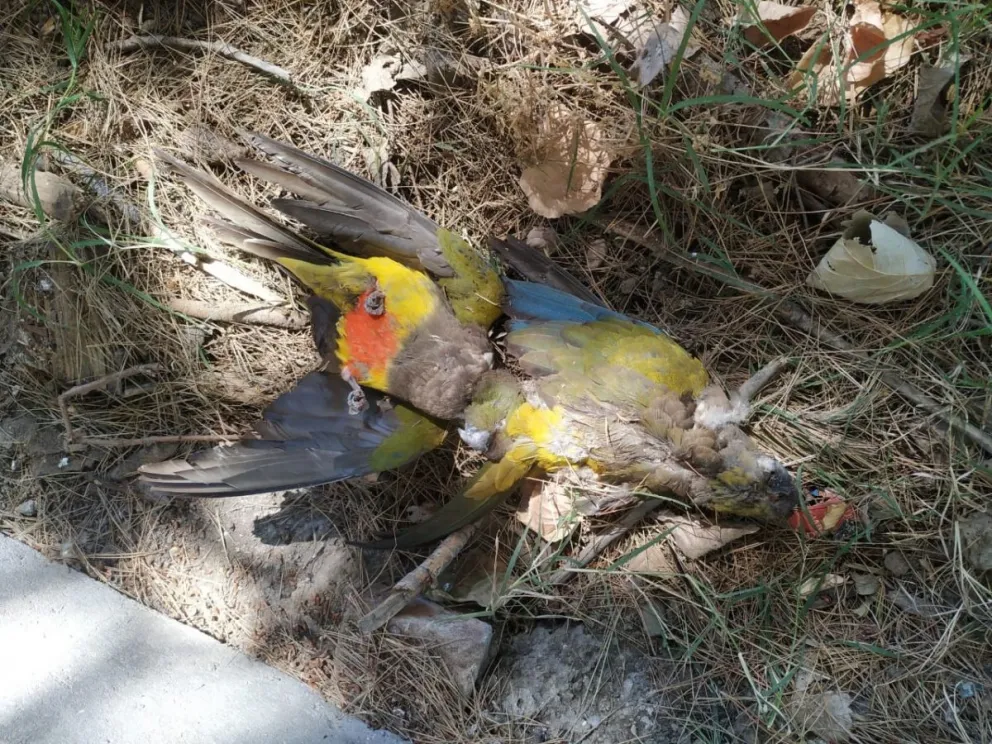 Ya recolectaron 300 cadáveres de loros en El Cóndor