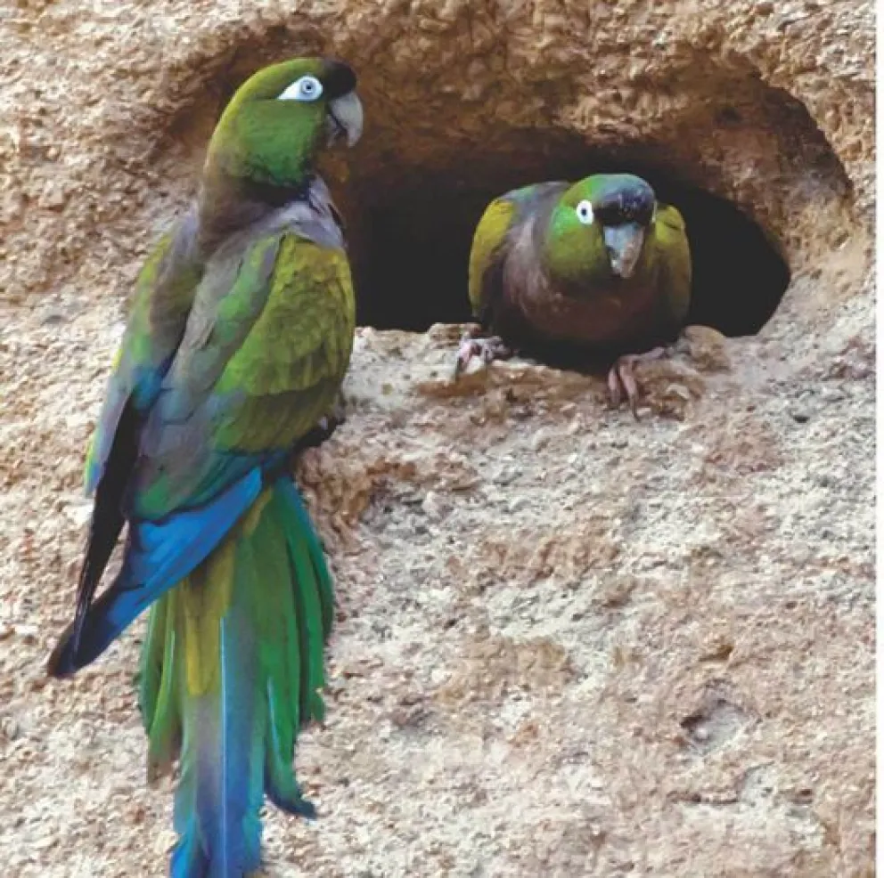 La mortandad de loros respondería a cuestiones climáticas y falta de alimento