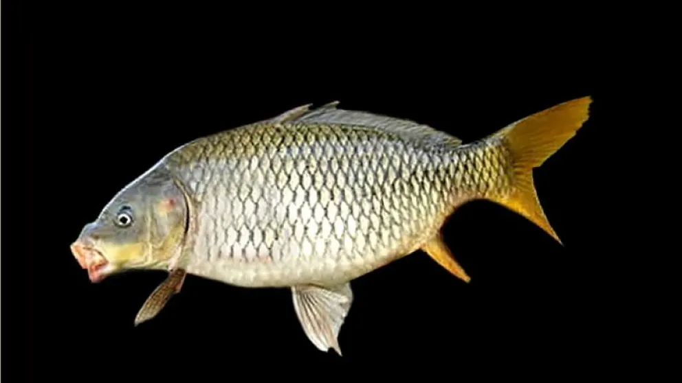 Legisladores buscan declarar a la carpa como una especie altamente dañina