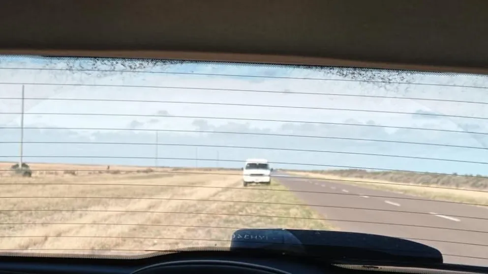 Denuncian la caza de ñandúes en un campo de la Ruta 1