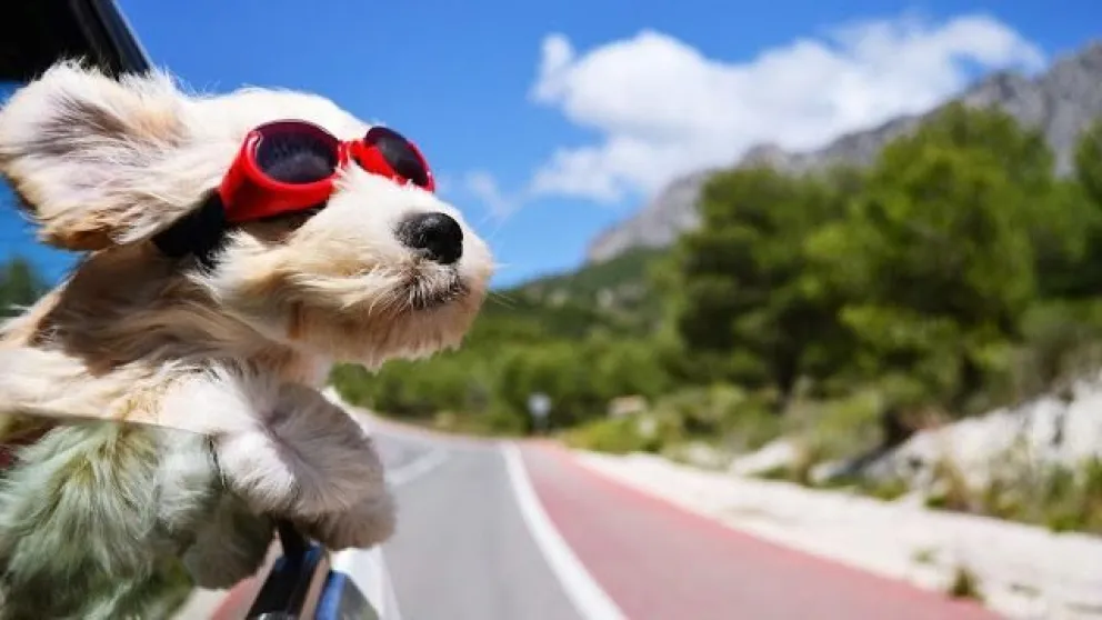 Recomendaciones para viajar con las mascotas en vacaciones