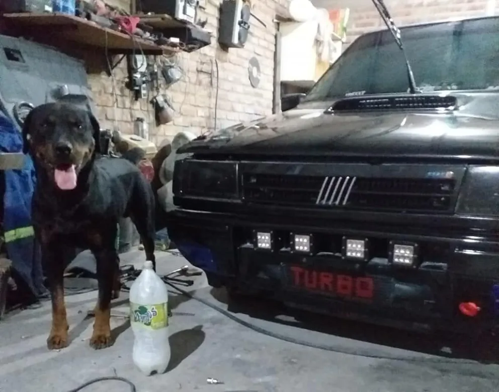 Busca recuperar al perro criado junto a su pareja, fallecida en un accidente