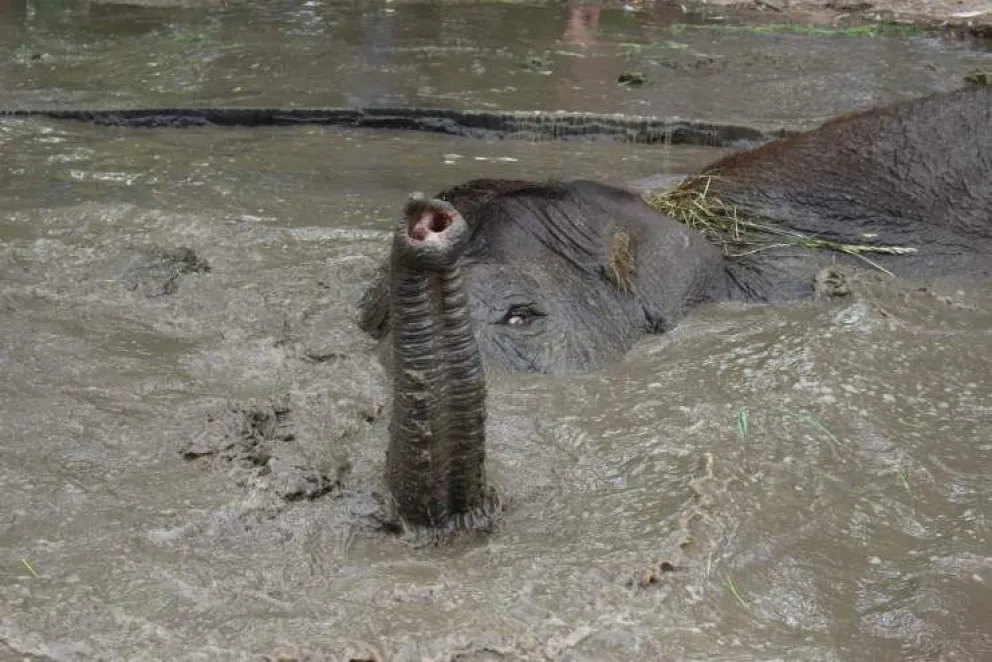 Murió la elefanta que seguía encerrada en el zoológico de Luján