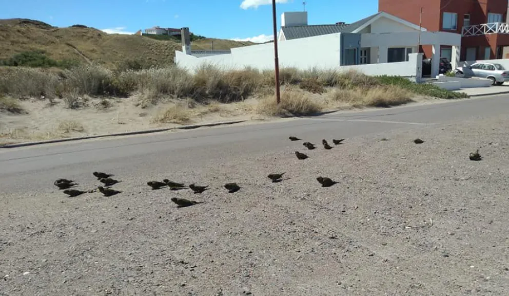 Alertan que manipular loros puede traer enfermedades con síntomas similares al covid