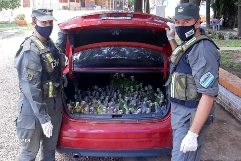 Cerca de 200 loros habladores que iban a ser traficados fueron rescatados