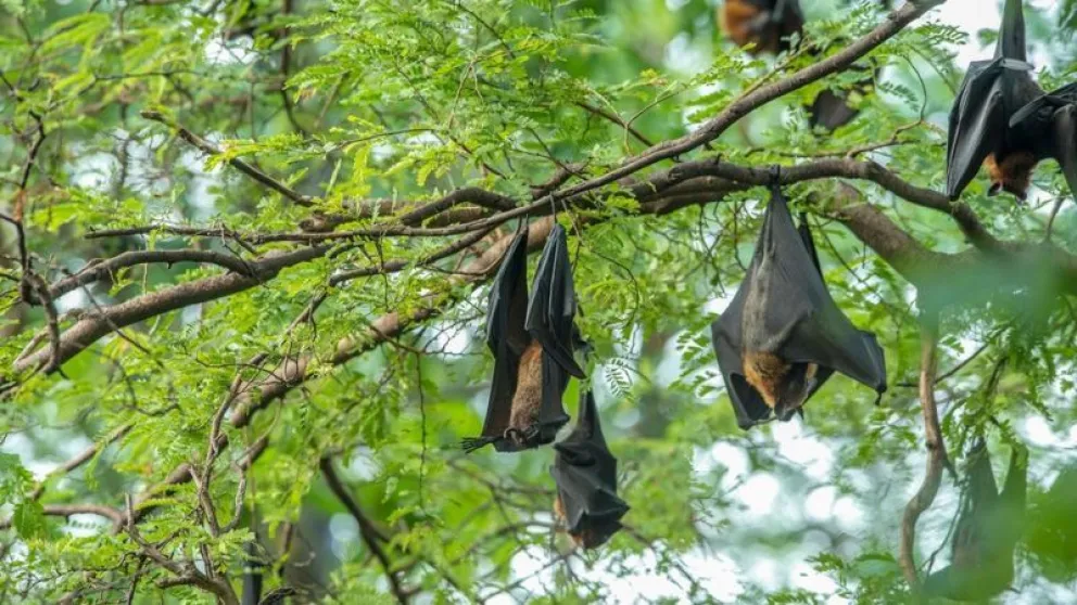 Nipah, el virus que preocupa a Asia y podría ser la próxima pandemia