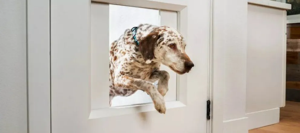 Diseñaron una puerta inteligente para mascotas