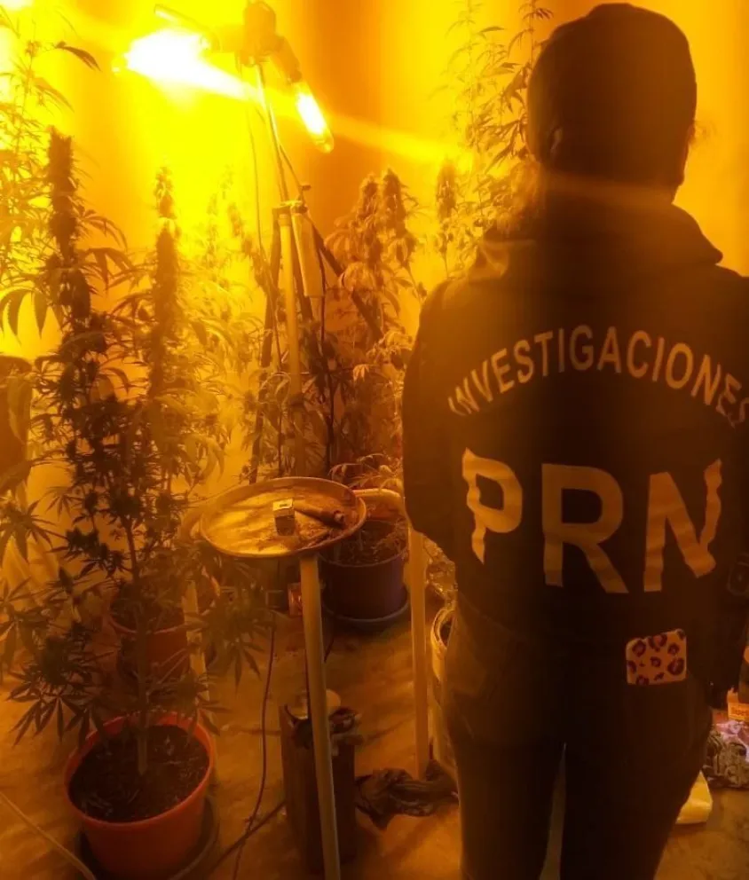 Secuestran 13 plantas de marihuana, un arma de fuego y municiones
