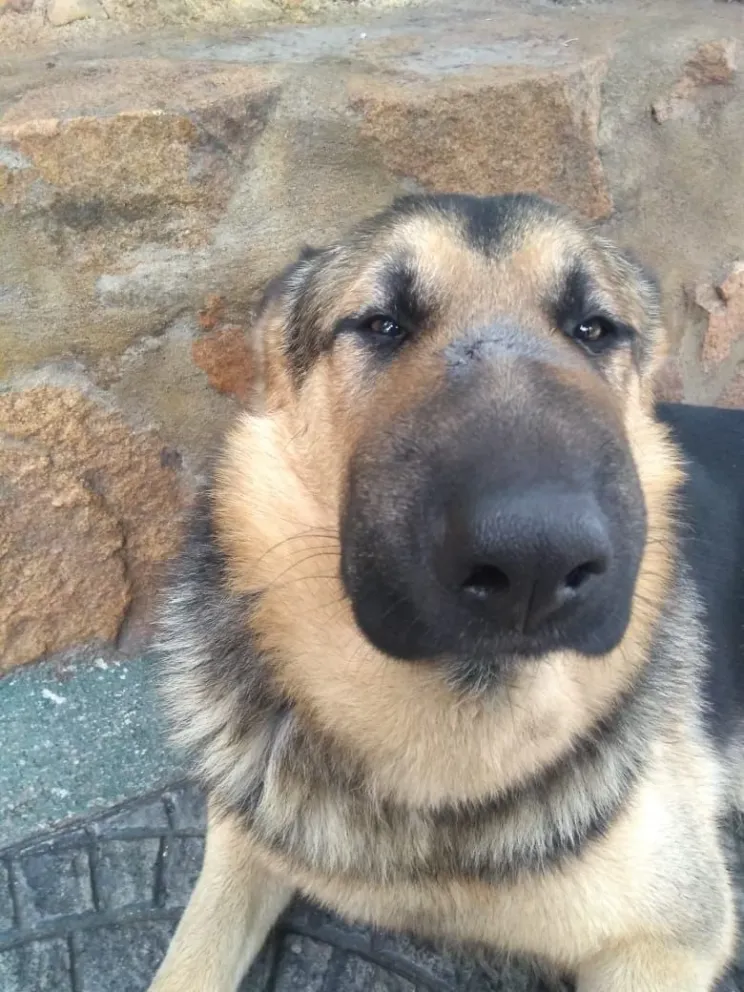 Frank, el perro que cuidó a su familia de una Yarará y sufrió múltiples picaduras