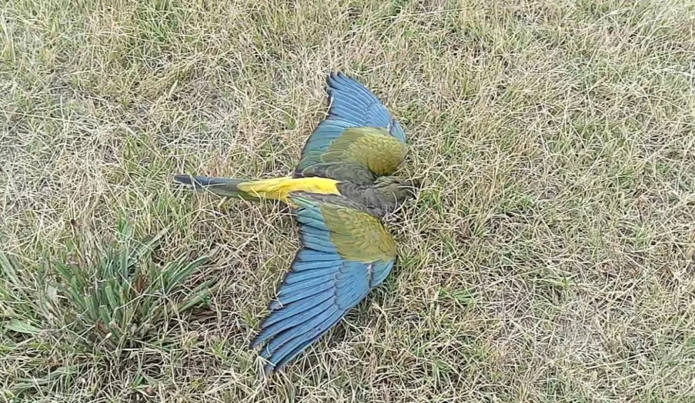 Ahora no se descartan que la muerte de loros responda a envenenamientos