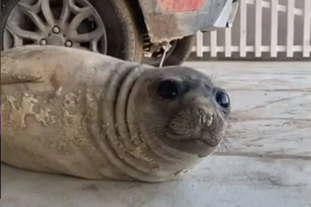 Un lobo marino se instaló  con una familia que se fue vacaciones a Claromecó