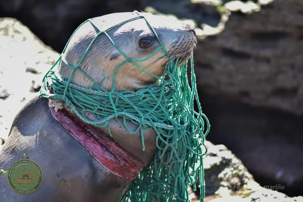 Rescatan a un lobo marino atrapado en una red de pesca