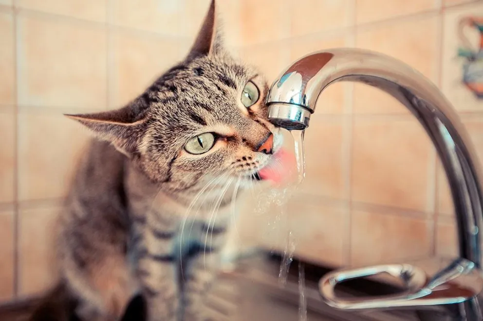 Qué hacer para cuidar a las mascotas ante la ola de calor