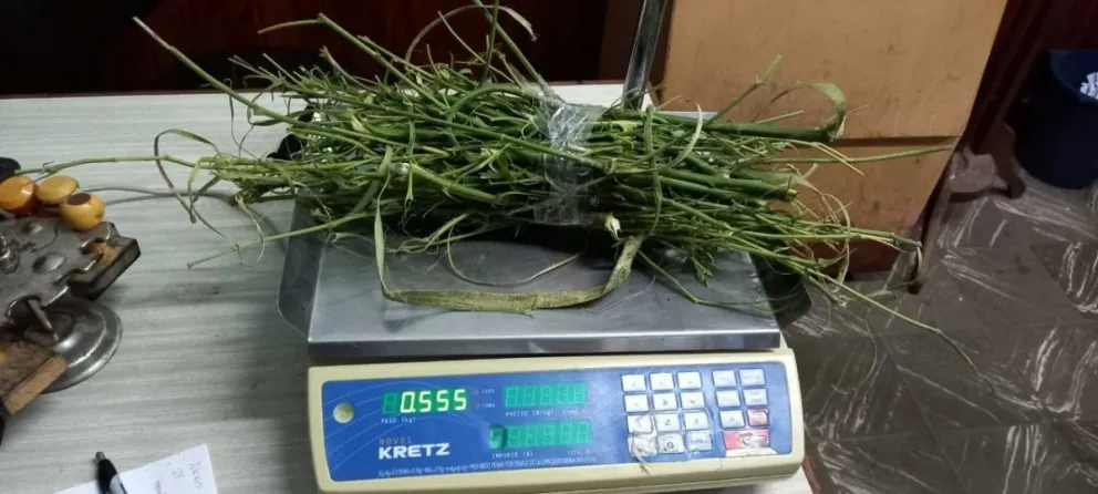 Fueron por una pelea familiar y encontraron plantas de marihuana