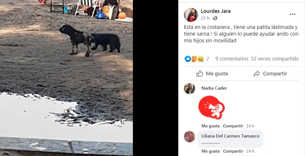 Perros en el espacio público: agresivos y visiblemente enfermos