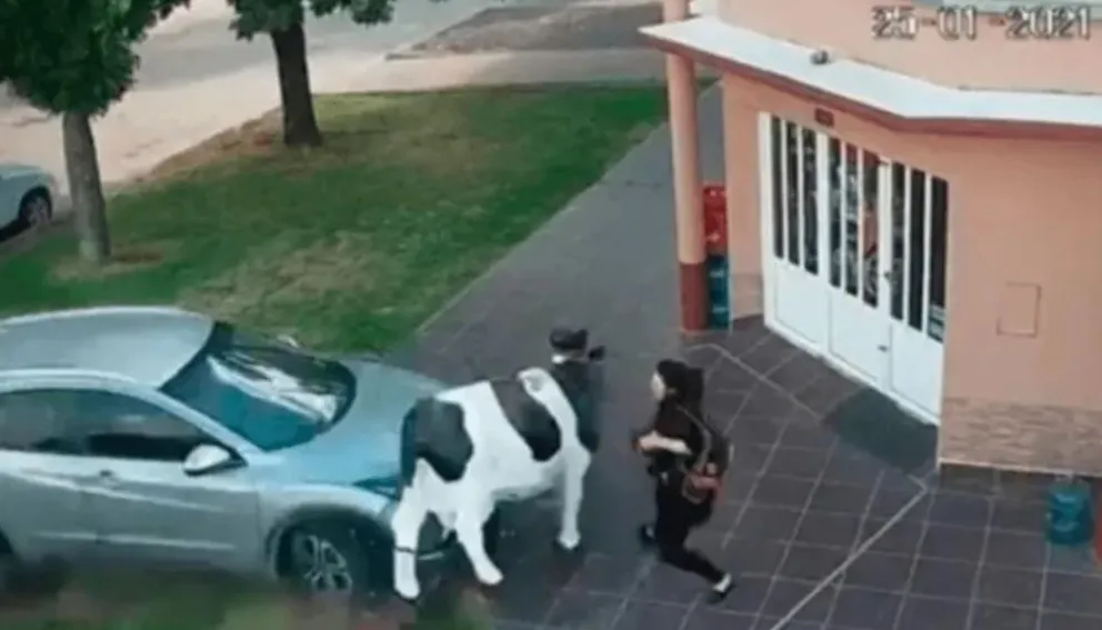 Una vaca de plástico salvó a una mujer de ser arrollada por un auto