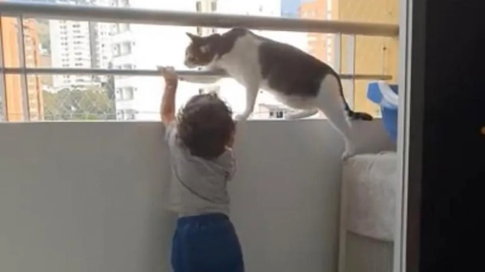 Niñero atento: mirá cómo este gato logra que un bebé no se trepe al balcón