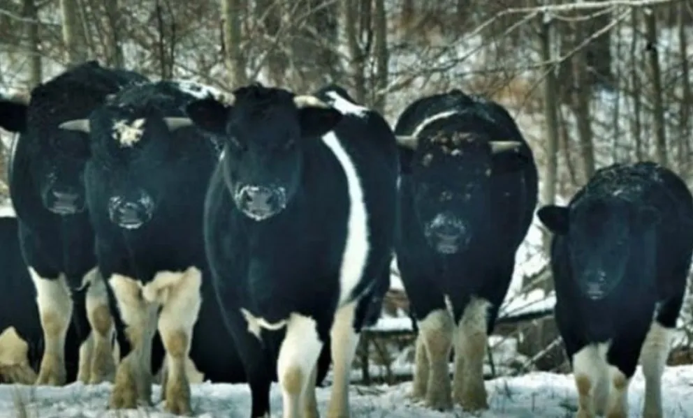 Efectos de Chernobyl aún hoy: el extraño comportamiento de las vacas abandonadas