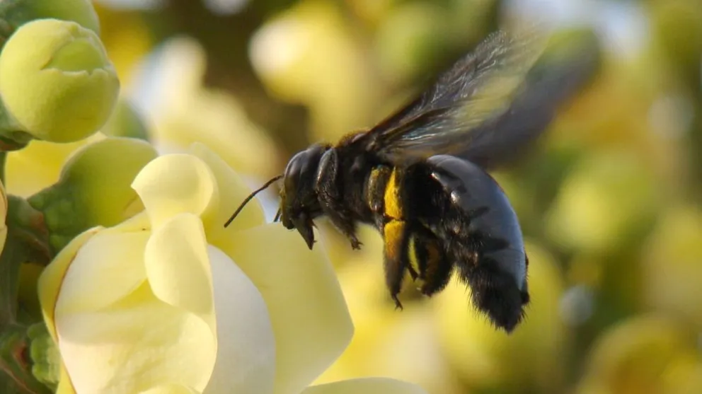 Científicos de la UNCo advierten que las abejas están desapareciendo