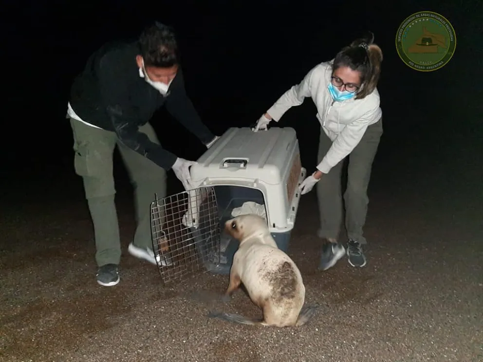 Lugar insólito: apareció un lobo marino en un terreno en construcción