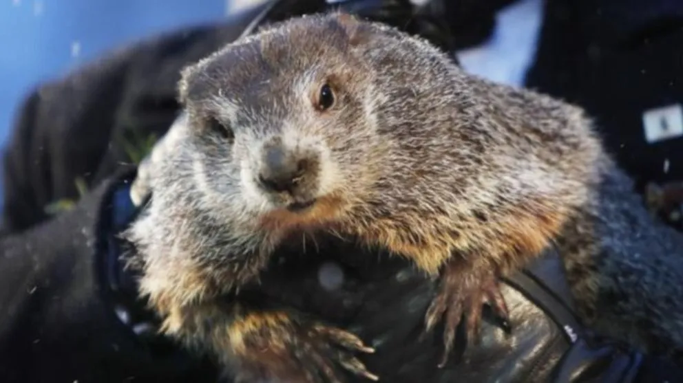 2 de febrero: hoy se celebra el Día de la Marmota, ¿por qué?