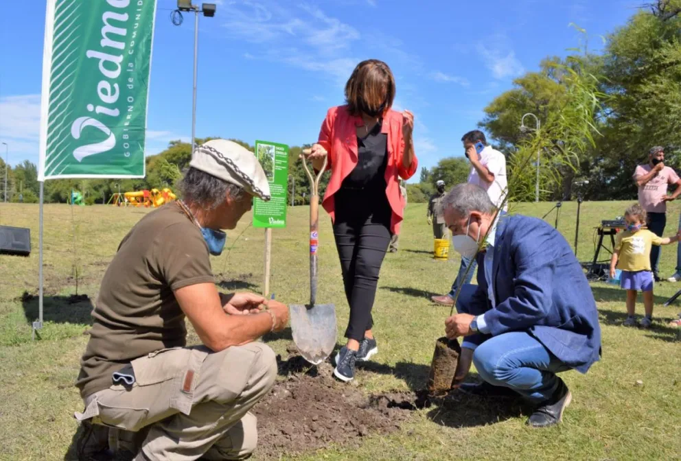 Esperan plantar 1500 ejemplares de sauce criollo
