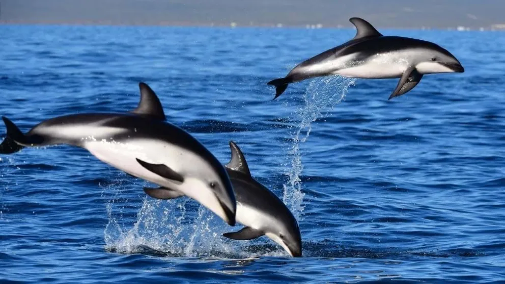 Mirá el increíble espectáculo de delfines en Puerto Madryn