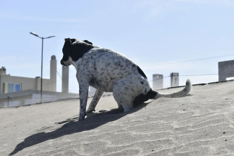 No tenía animales, pero le cobraban un "seguro para mascotas"