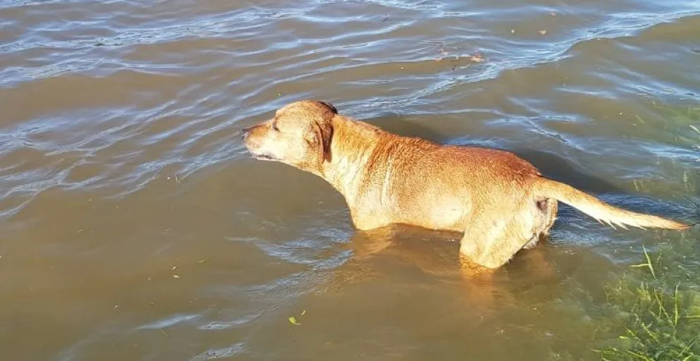 Fueron a pasar un rato al río y un perro mordió a su hija de 5 años
