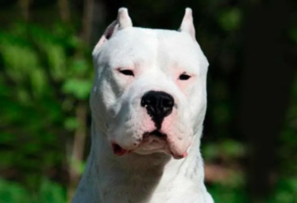 Un dogo mató a una nena de un año en su casa