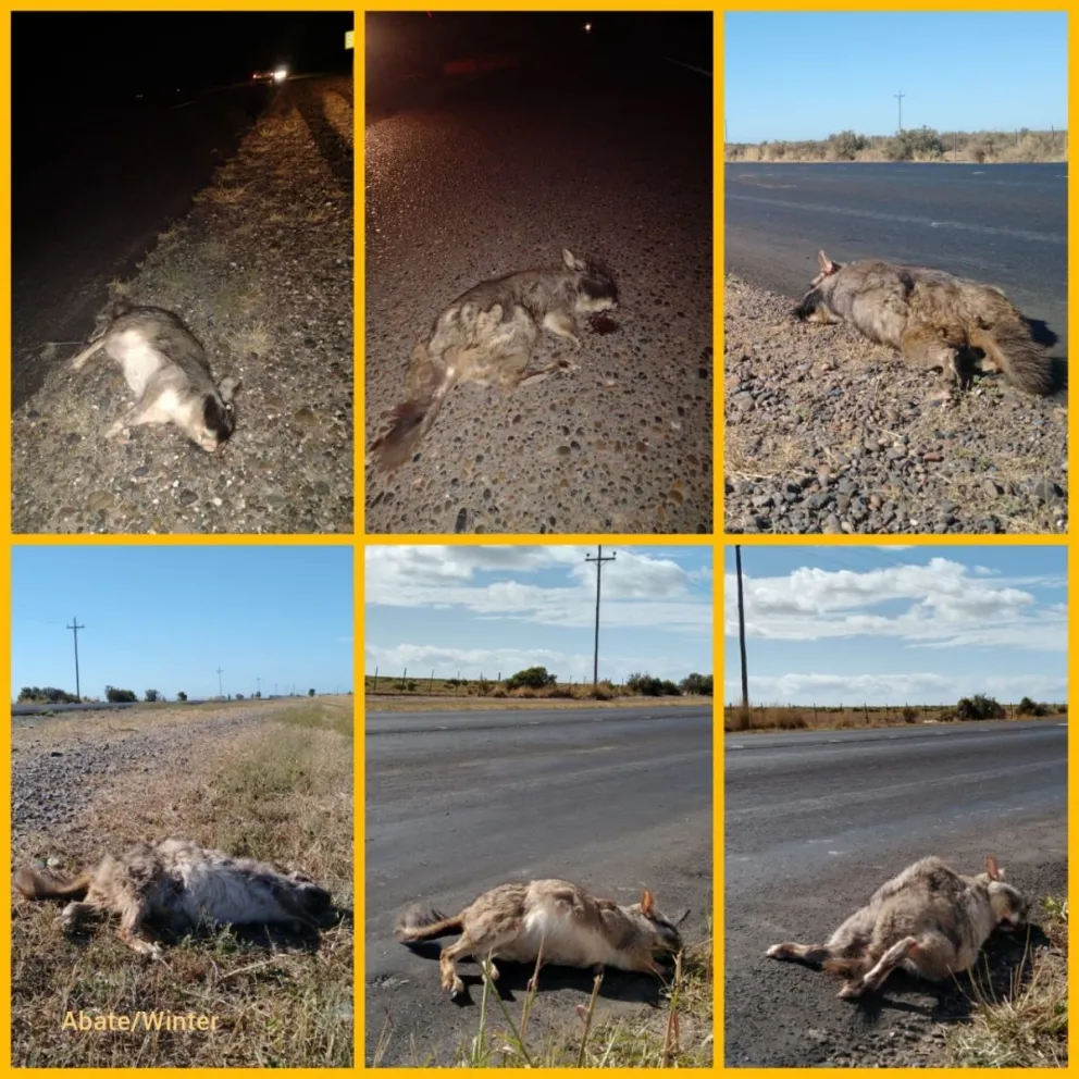Piden prudencia al manejar en el Camino de la Costa, para proteger las vizcachas