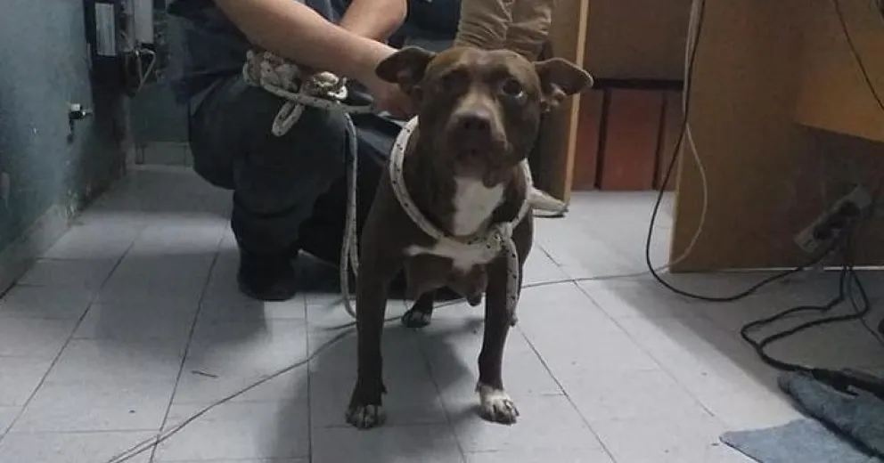 Formularon cargos a una mujer por maltrato animal en el barrio Inalauquen
