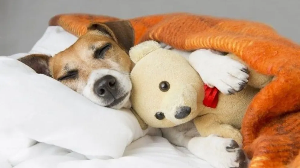 Qué hacer si tu perro tiene pesadillas: ¿despertarlo o no?