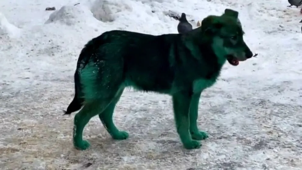 Aparecieron perros verdes en Rusia y desconcierta a los lugareños