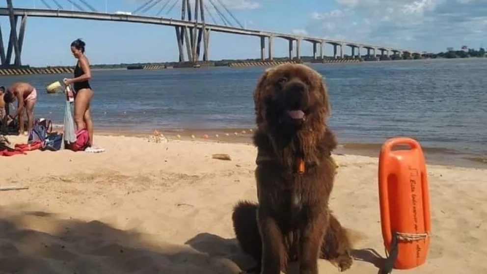 Conocé a Sam, el perro salvavidas