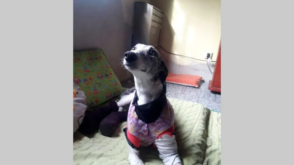 A juicio imputado por crueldad animal por el caso "Estelita"